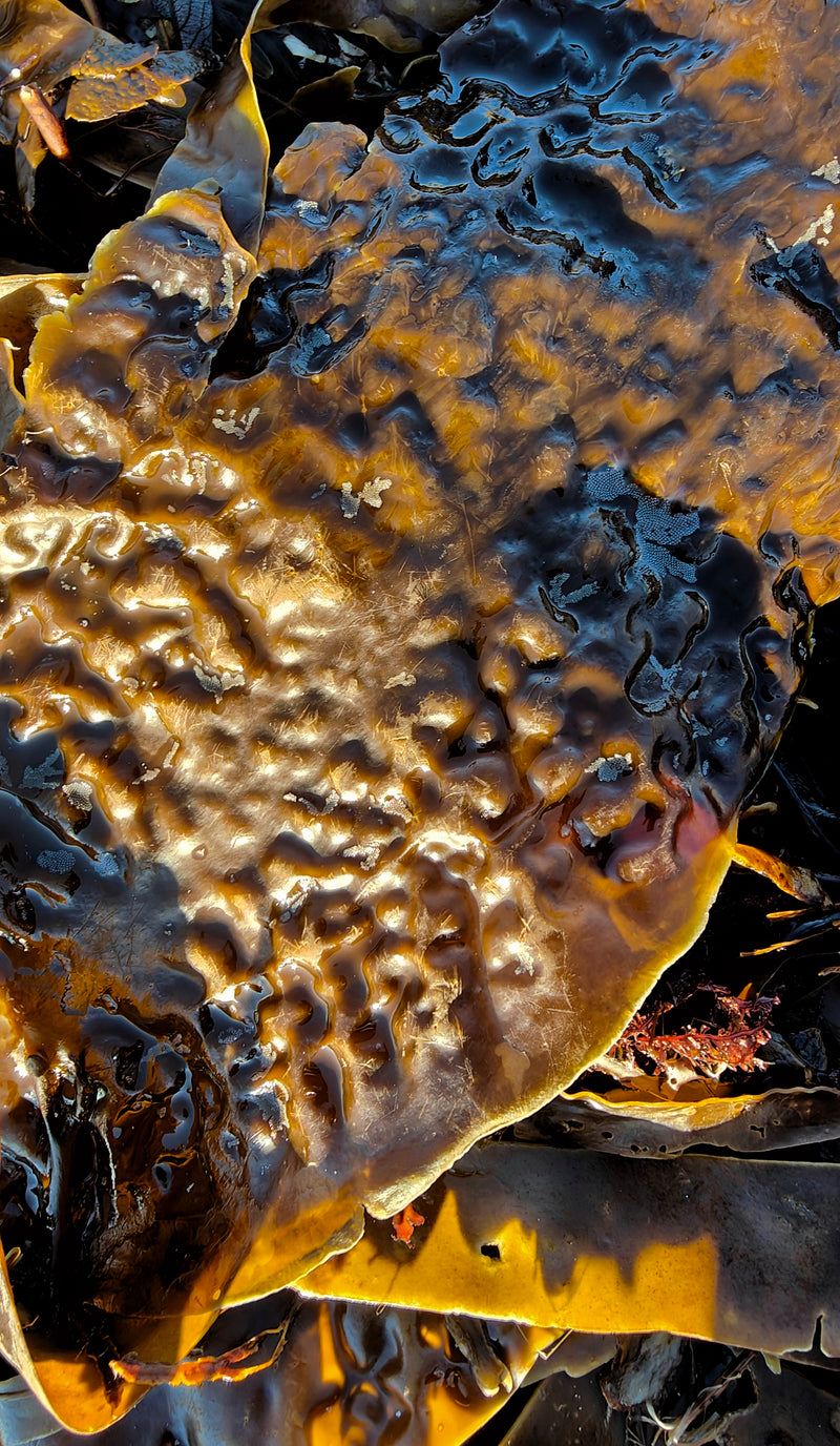 The 'Sugar Kelp' Ring