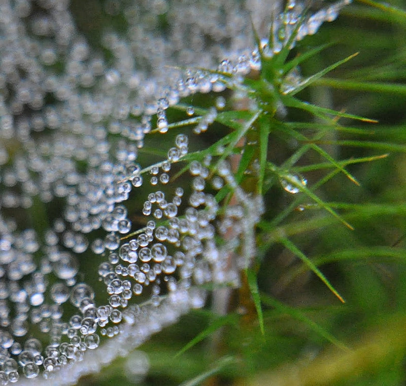 Dewdrops Pendant Necklace